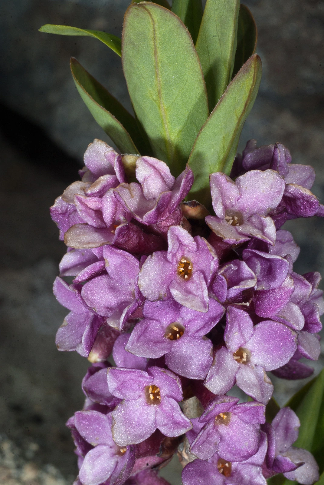 Photo Maurizio Broglio - Daphne mezereum